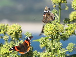 SX09137 Two Red Admiral butterflies (Vanessa atalanta).jpg